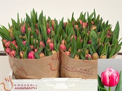 Tulip Double Columbus 35cm 40gr.