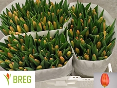 Tulip Single Orange Juice 35cm 35gr.