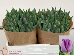 Tulip Single Saigon 35cm 40gr.