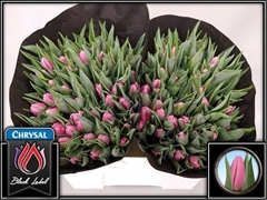 Tulip Single Sirikit 35cm 40gr.