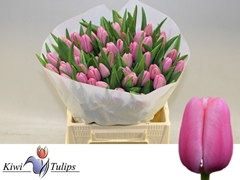Tulip Single Tresor 40cm 40gr.