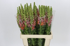 Antirrhinum Potomac Dark Orange 70cm