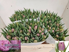 Tulip Double Double Price 30cm 33gr.
