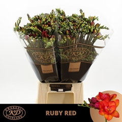 Freesia Double Ruby Red 55cm 20gr.