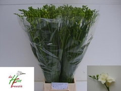 Freesia Double Versailles 70cm 35gr.