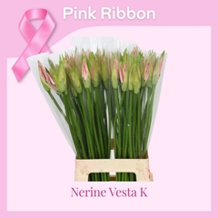 Nerine Vesta K 70cm