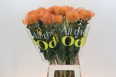 Leucospermum Ayoba Mandarin Zest 80cm