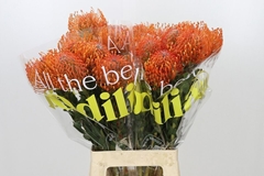 Leucospermum Ayoba Mandarin Zest 70cm