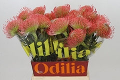 Leucospermum Ayoba Pink 50cm