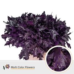 Quercus Palustris Painted Aubergine 80cm