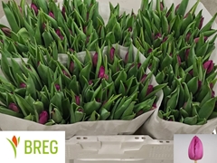 Tulip Single Purple Prince 35cm 28gr.