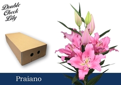 Lily Oriental Praiano 90cm 4+