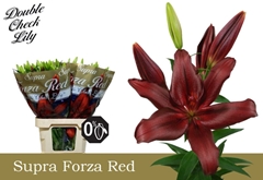 Lily La Forza Red 90cm 5+