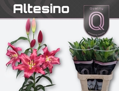 Lily Oriental Altesino 80cm 2+