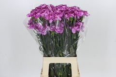 Dianthus Single Bacarat Purple 65cm