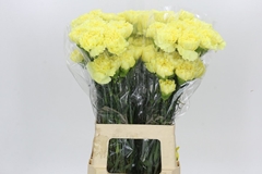 Dianthus Single Diletta 65cm