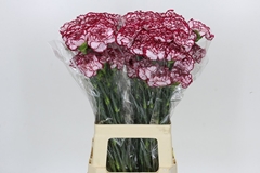 Dianthus Single Baccarat 65cm