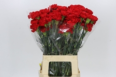 Dianthus Single Don Pedro 65cm
