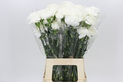Dianthus Single Mont Blanc 65cm