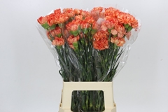 Dianthus Single Reina Arancio 60cm