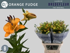 Lily La Orange Fudge 80cm 2+