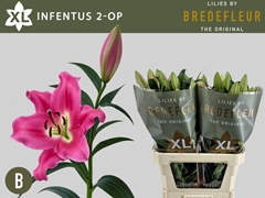 Lily Oriental Infentus 85cm 2+