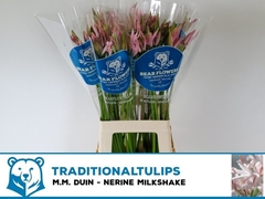 Nerine Bowdenii Milkshake 70cm