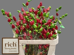 Capsicum Xmas 70cm
