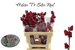 Hibiscus Trionum Eden Red 60cm