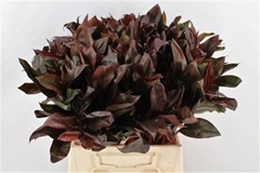 Cordyline Purple Compacta 52cm