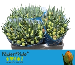 Tulip Double Icoon 35cm 35gr.