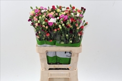 Dianthus Spray Mix Per Bunch 65cm