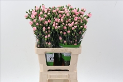 Dianthus Spray Athena 65cm