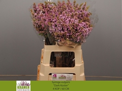 Syringa Dark Koster 60cm 4-hd