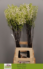 Syringa Engler Weissen Traum 90cm 4-hd