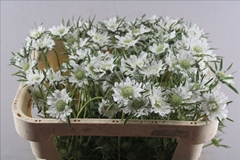 Scabiosa Annabelle 65cm