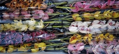 Cymbidium Mini Mix 60cm