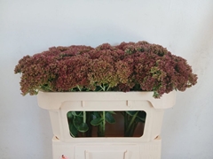 Sedum Spectabile 65cm