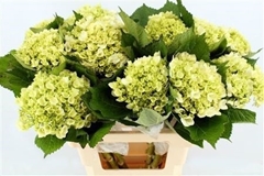 Hydrangea Lima 65cm 18cm Hd
