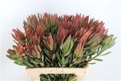 Leucadendron Safari Sunset 60cm