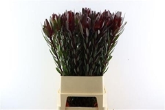 Leucadendron Safari Sunset 100cm