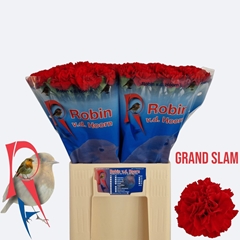 Dianthus Single Grand Slam 60cm
