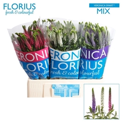 Veronica Smart Colours Mix 60cm