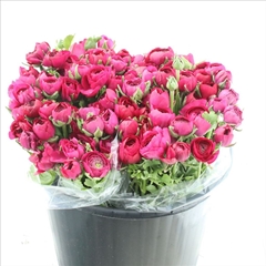 Ranunculus Elegance Hot Pink 40cm 35gr.