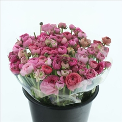 Ranunculus Elegance Pink 40cm 45gr.