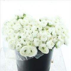 Ranunculus Elegance White 40cm 35gr.