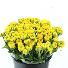 Ranunculus Elegance Yellow 40cm 35gr.