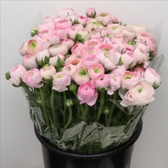 Ranunculus Inra Lichtroze 40cm 35gr.