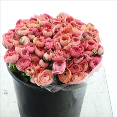 Ranunculus Elegance Salmon 40cm 35gr.