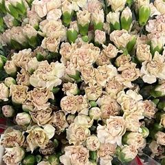 Dianthus Spray Brown Sugar 60cm